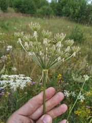Silphiodaucus prutenicus