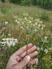 Silphiodaucus prutenicus