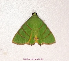 Eulepidotis viridissima