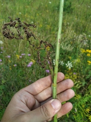Silphiodaucus prutenicus