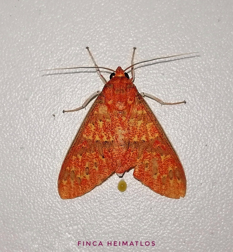 Araeomolis nigripuncta