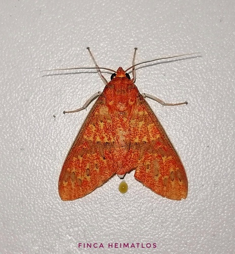 Araeomolis nigripuncta
