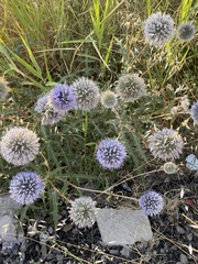 Echinops