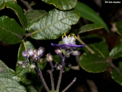 Thyrsanthemum laxiflorum