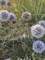 Echinops