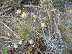 Leucosyris arida