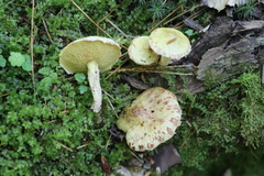 Suillus sibiricus