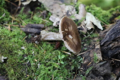 Pluteus rangifer