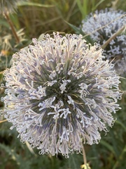 Echinops