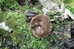 Pluteus rangifer