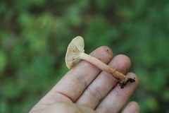 Lactarius aurantiacus