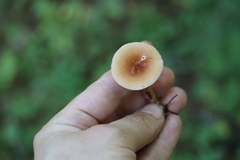 Lactarius aurantiacus