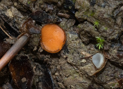 Scutellinia trechispora