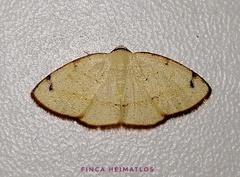 Microxydia orsitaria