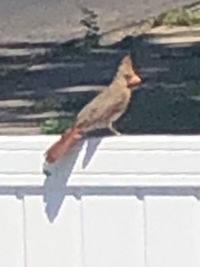 Cardinalis cardinalis
