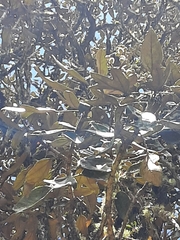 Oreopanax bogotensis