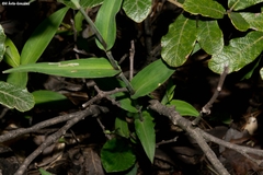 Thyrsanthemum laxiflorum