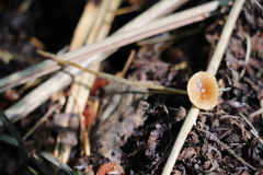 Conocybe brunnea