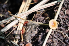 Conocybe brunnea