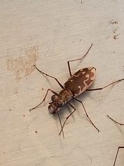 Ellipsoptera sperata