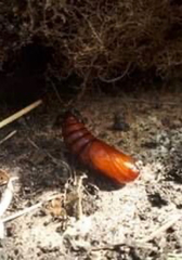 Lepidoptera