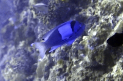 Pseudanthias pleurotaenia