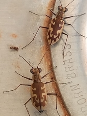 Ellipsoptera sperata