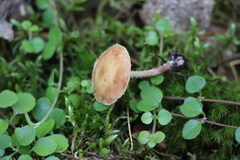 Cystoderma jasonis
