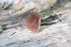 Pluteus podospileus