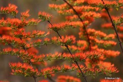 Combretum paniculatum