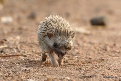 Atelerix albiventris