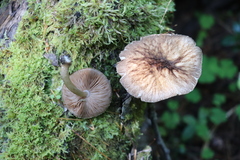 Pluteus umbrosus