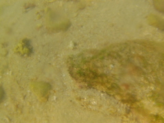 Holothuria inornata