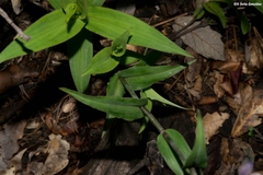 Thyrsanthemum laxiflorum