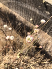 Eriogonum nudum auriculatum