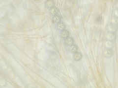 Scutellinia trechispora