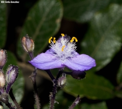 Thyrsanthemum laxiflorum