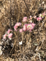 Eriogonum nudum auriculatum