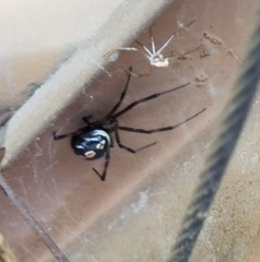 Latrodectus hesperus