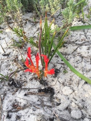 Babiana ringens australis