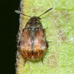 Acanthoscelidina