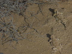 Phrynosoma goodei