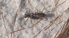 Ellipsoptera
