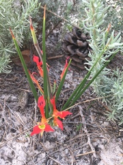 Babiana ringens australis