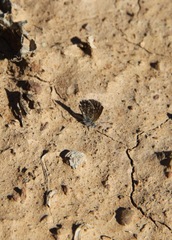 Brephidium metophis