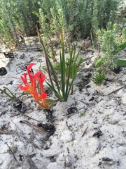 Babiana ringens australis