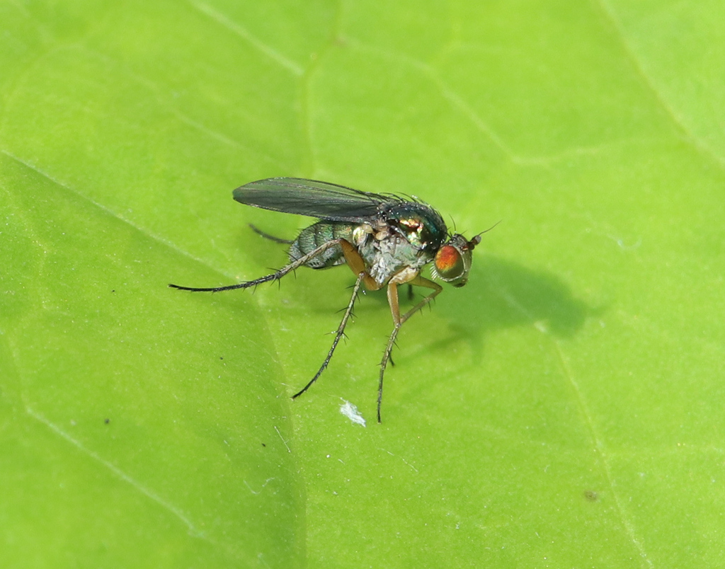 Dolichopus simplex