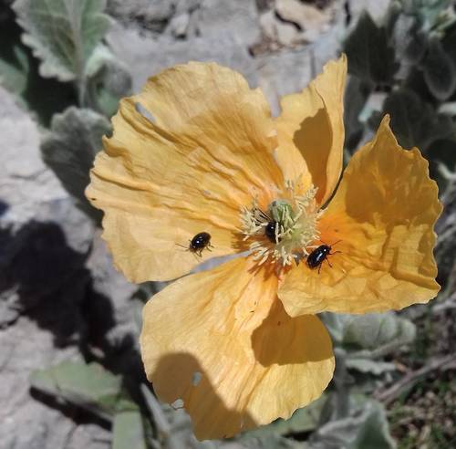Hairy poppy (Papaver pilosum)