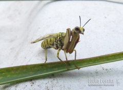 Paramantispa decorata