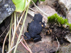 Melanophryniscus nigricans